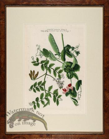 Weinmann Burl with Gold DM 03